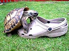 Sexy Turtle stud bangs hot teen shoe
